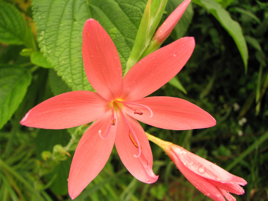Hesperantha coccinea